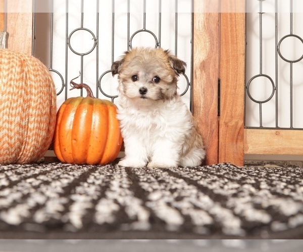 Medium Photo #3 Havanese Puppy For Sale in NAPLES, FL, USA