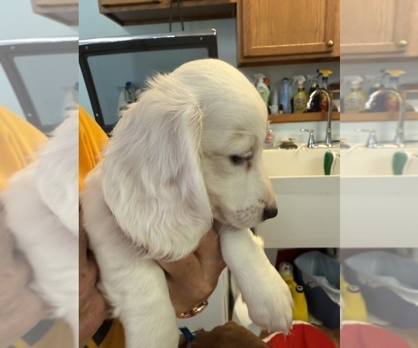 Medium Photo #4 Dachshund Puppy For Sale in ASHLAND, NE, USA