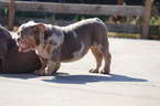 Small Photo #25 English Bulldog Puppy For Sale in LOS ANGELES, CA, USA