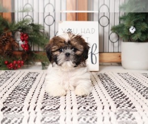Shih Tzu Puppy for sale in NAPLES, FL, USA