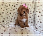 Small Photo #18 Cavapoo Puppy For Sale in LAKELAND, FL, USA