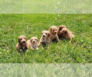 Goldendoodle (Miniature) Puppy for sale in REED CITY, MI, USA