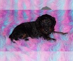 Small #1 Miniature Labradoodle