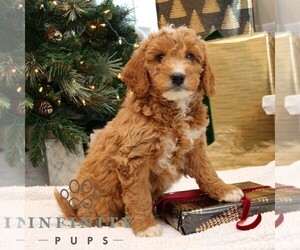 Goldendoodle (Miniature) Puppy for sale in PARADISE, PA, USA