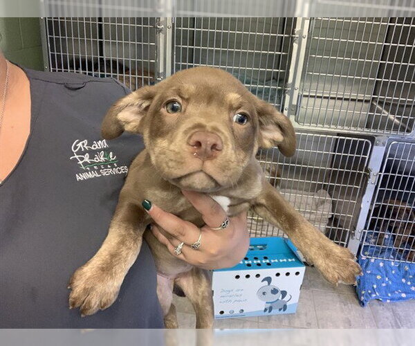 Medium Photo #1 American Staffordshire Terrier-Unknown Mix Puppy For Sale in Grand Prairie, TX, USA