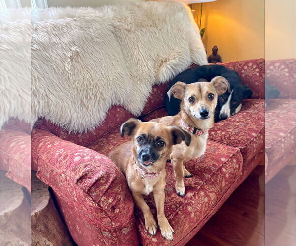 Medium Photo #17 Chihuahua Puppy For Sale in Sandy, UT, USA