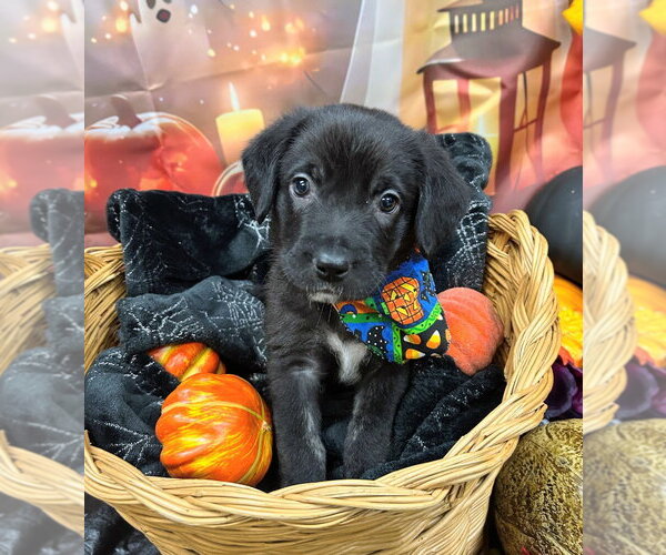 Medium Photo #2 Labrador Retriever-Unknown Mix Puppy For Sale in Bryant, AR, USA