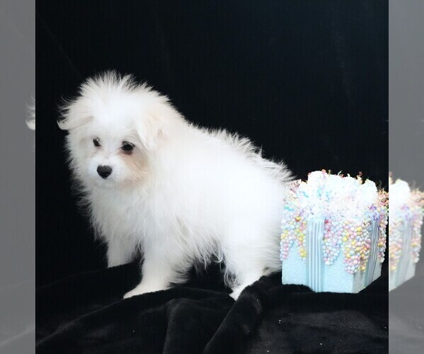 Medium Photo #4 Maltipom Puppy For Sale in ROCK VALLEY, IA, USA