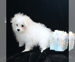 Willow - Female Maltipom Puppy for Sale - Photo #4