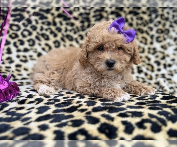 Medium Photo #4 Bichpoo Puppy For Sale in LAKELAND, FL, USA