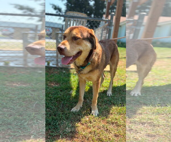 Medium Photo #4 Labrador Retriever-Unknown Mix Puppy For Sale in Rustburg, VA, USA