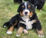 Puppy 3 Bernese Mountain Dog