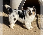 Small Photo #1 Shel-Aussie Puppy For Sale in FORT MORGAN, CO, USA