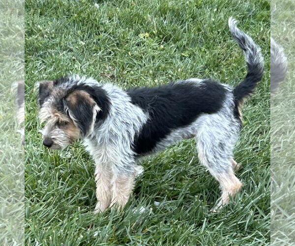 Medium Photo #2 Border Terrier-Cairn Terrier Mix Puppy For Sale in Batavia, OH, USA