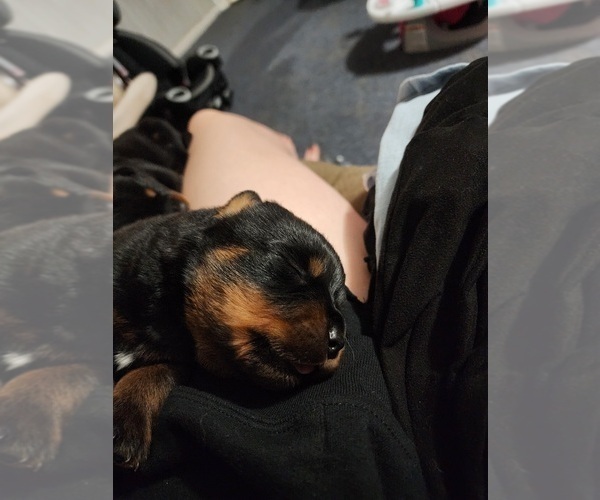 Medium Photo #13 Rottweiler Puppy For Sale in SPARKS, GA, USA