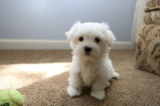 Maltese Puppy for sale in ROCHESTER, NY, USA