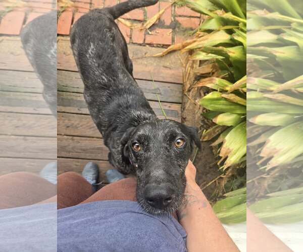 Medium Photo #4 Catahoula Leopard Dog-Labrador Retriever Mix Puppy For Sale in Oakhurst, NJ, USA