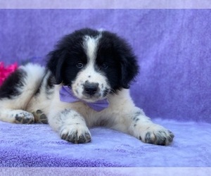 Maremma Sheepdog-Newfoundland Mix Puppy for sale in LANCASTER, PA, USA