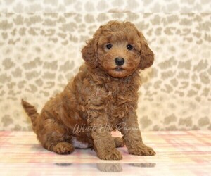 Cavapoo Puppy for sale in DENVER, PA, USA