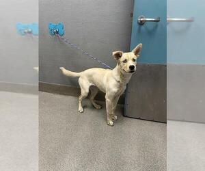 Labrador Retriever-Unknown Mix Dogs for adoption in Las Vegas, NV, USA
