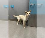 Small Labrador Retriever Mix