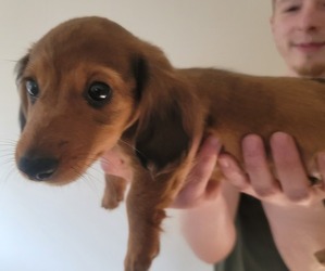 Dachshund Puppy for sale in TOMS RIVER, NJ, USA
