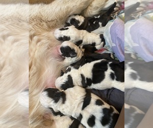 Mother of the Saint Bernard puppies born on 05/26/2022