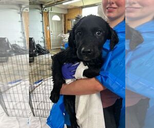 Mutt Dogs for adoption in Calgary, Alberta, Canada