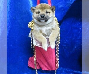 Shiba Inu Puppy for sale in NORWOOD, MO, USA