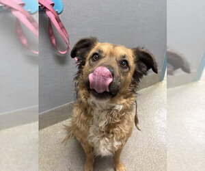 German Shepherd Dog-Unknown Mix Dogs for adoption in Las Vegas, NV, USA