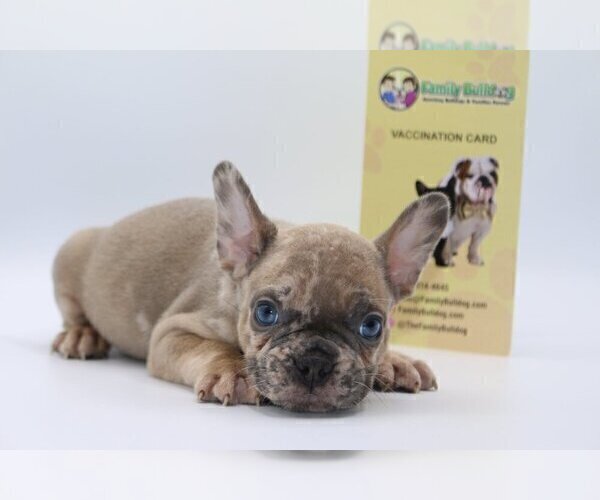 Medium Photo #2 French Bulldog Puppy For Sale in BEAUX ARTS, WA, USA