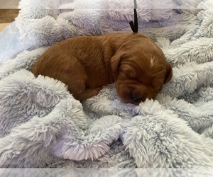 Goldendoodle Puppy for sale in TOMS RIVER, NJ, USA