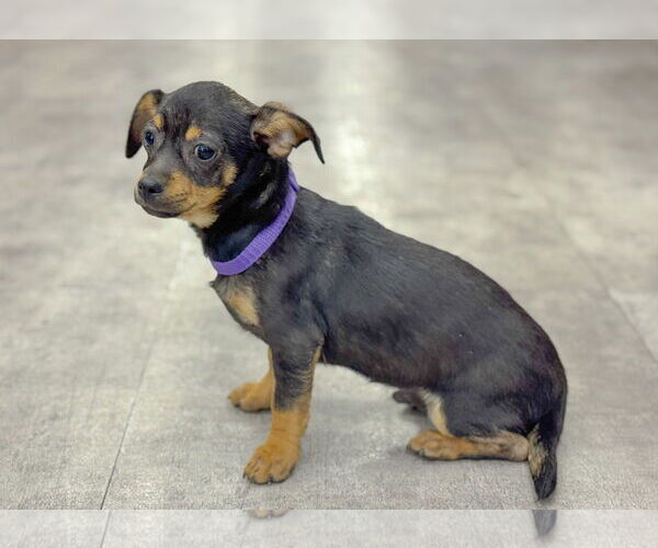 Medium Photo #4 Chihuahua-Unknown Mix Puppy For Sale in PIPE CREEK, TX, USA