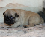 Small Photo #59 Pug Puppy For Sale in WINNSBORO, TX, USA