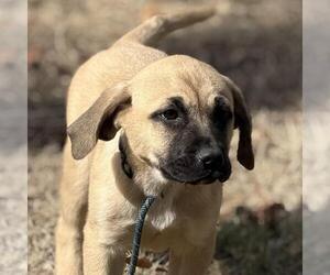 Saint Bernard-Unknown Mix Dogs for adoption in Yardley, PA, USA