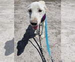 Small Labrador Retriever Mix