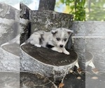 Small #13 Alaskan Klee Kai-Pomsky Mix