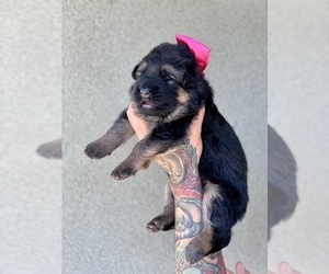 German Shepherd Dog Litter for sale in PINON HILLS, CA, USA