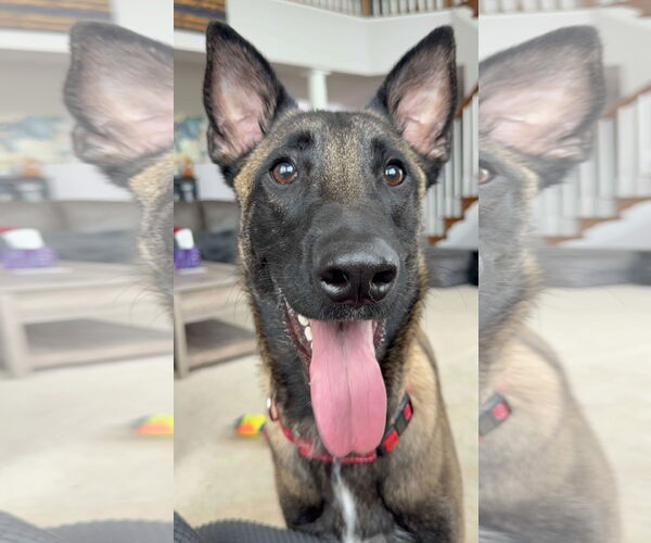 Medium Photo #6 Mutt Puppy For Sale in Stevens Point, WI, USA