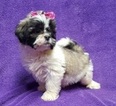 Small Photo #15 Lhasa Apso Puppy For Sale in BUFFALO, MO, USA