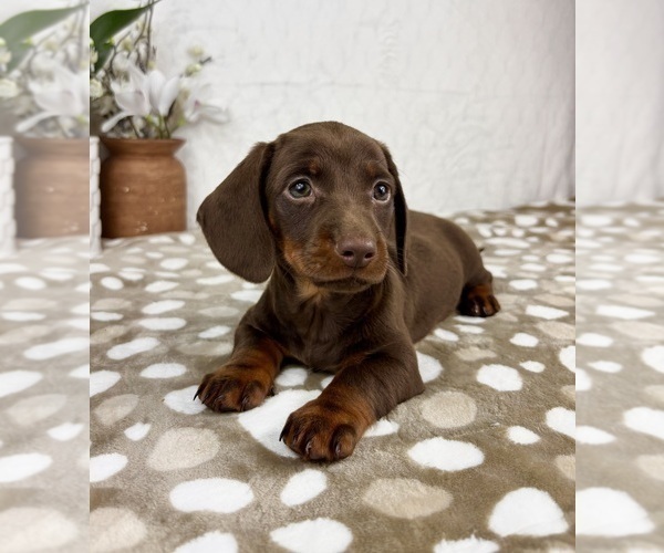 Medium Photo #1 Dachshund Puppy For Sale in INDIANAPOLIS, IN, USA
