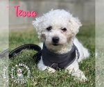 Small #8 Bichon Frise