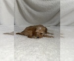 Small Photo #18 Cavapoo mix (+ Poodle Miniature) Puppy For Sale in MUNFORDVILLE, KY, USA