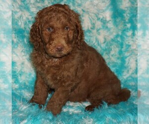 Miniature Labradoodle Puppy for sale in LA HABRA, CA, USA