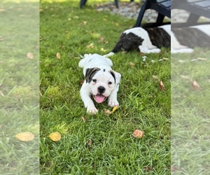 American Bulldog Puppy for Sale in COLUMBIA, Kentucky USA
