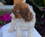 Small Photo #18 Maltipoo (Toy) Puppy For Sale in GOSHEN, IN, USA