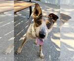 Small #2 Mutt