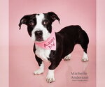 BABY GIRL - Female Mutt Dog for Adoption - Small photo