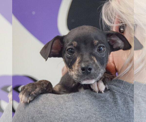 Medium Photo #5 Jack Russell Terrier-Unknown Mix Puppy For Sale in Huntley, IL, USA