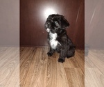 Small Photo #9 YorkiePoo Puppy For Sale in LAPEER, MI, USA